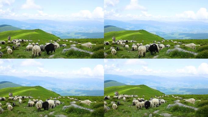 白羊在大自然的田野里放牧。喀尔巴阡山风景如画的青山和草地全景