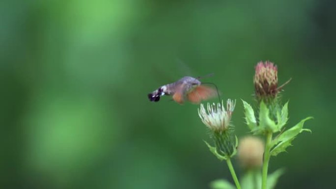 稀有的蝴蝶蜂鸟鹰蛾 (Macroglossum stellatarum) 在摄食花蜜时在视频中捕获。