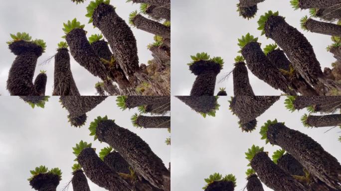 4k视频的Dendrosenecio kilimanjari-高海拔高沼地独特的植物。这是在坦桑尼亚