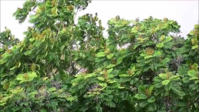 仰望迎风吹来的树木。树冠的夏季风或大风天气或树梢森林的风