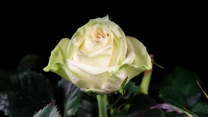 奶油玫瑰的延时在绿叶背景上开花。花瓣枯萎时颜色从奶白色变为浅绿色