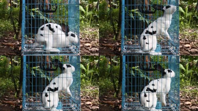 蓝色铁笼里的兔子。可爱的小白兔在一格盒子里的视频。