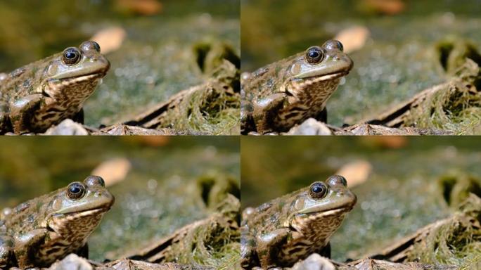 青蛙坐在河边的岸边，极端特写，蟾蜍的肖像