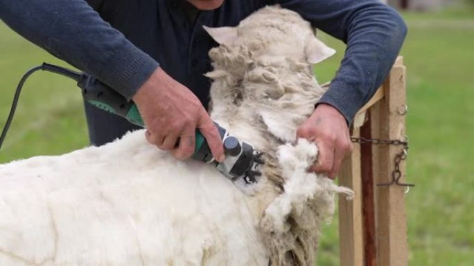 人类正在从绵羊身上剪下柔软的羊毛。农夫正在用专业的电机剪羊毛，用于户外生产羊毛。