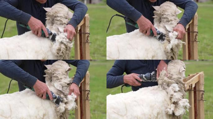人类正在从绵羊身上剪下柔软的羊毛。农夫正在用专业的电机剪羊毛，用于户外生产羊毛。