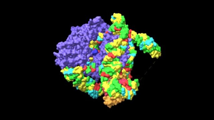 人端粒酶 (蓝色) 与组蛋白 (粉红色和棕色) 和端粒DNA复合物的催化核心叶