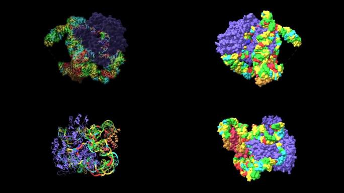 人端粒酶 (蓝色) 与组蛋白 (粉红色和棕色) 和端粒DNA复合物的催化核心叶