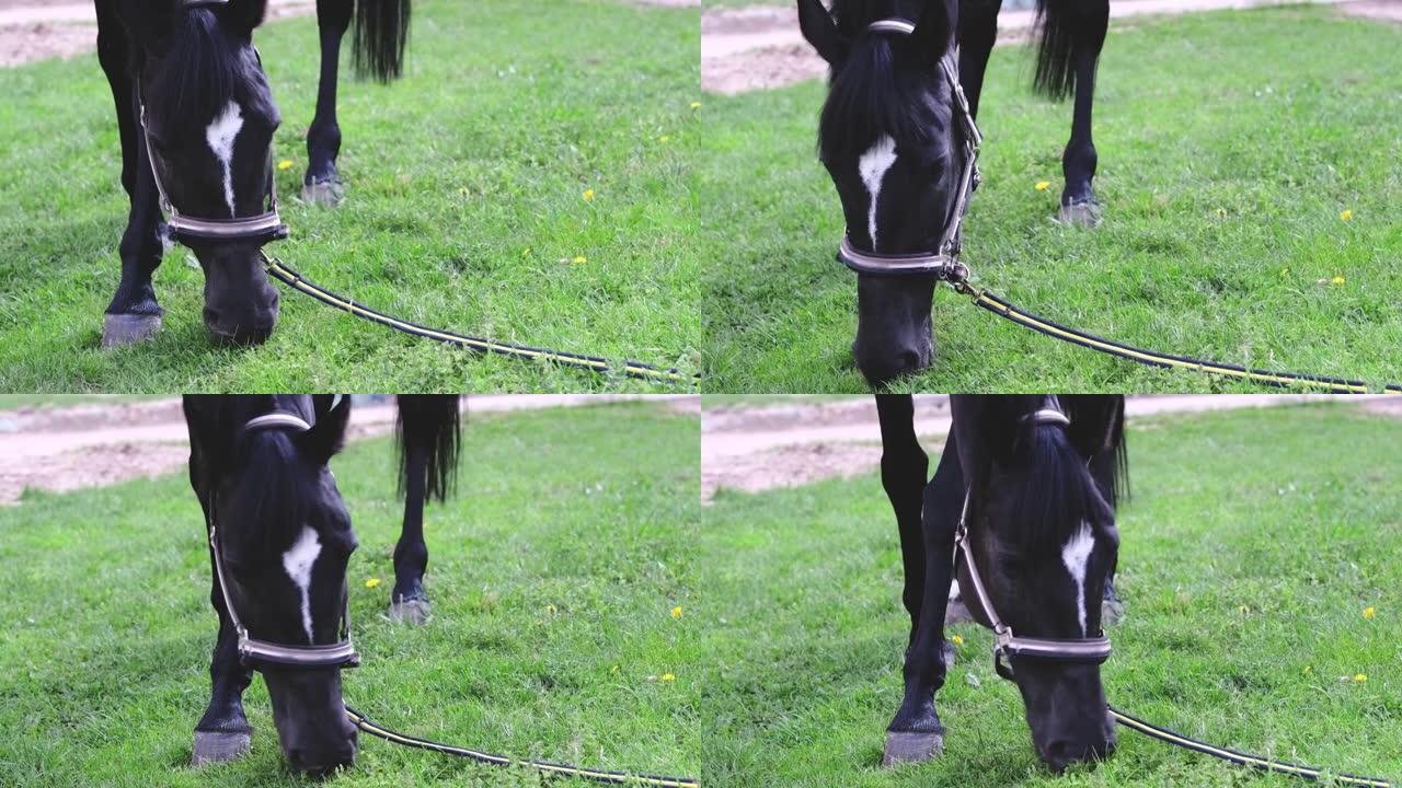 一匹额头上有白点的黑马在牧场上吃草