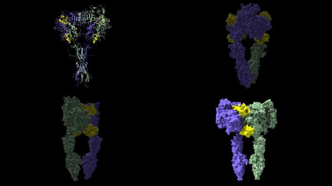 与四个胰岛素分子 (黄色) 结合的全长胰岛素受体 (蓝色和灰色) 的结构