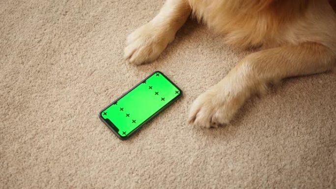 金毛猎犬爪子躺在客厅的地毯上的俯视图和带智能手机的狗。在宠物店网上购物，色度绿屏，运送动物食品。家畜