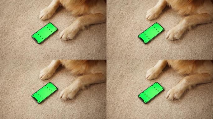 金毛猎犬爪子躺在客厅的地毯上的俯视图和带智能手机的狗。在宠物店网上购物，色度绿屏，运送动物食品。家畜