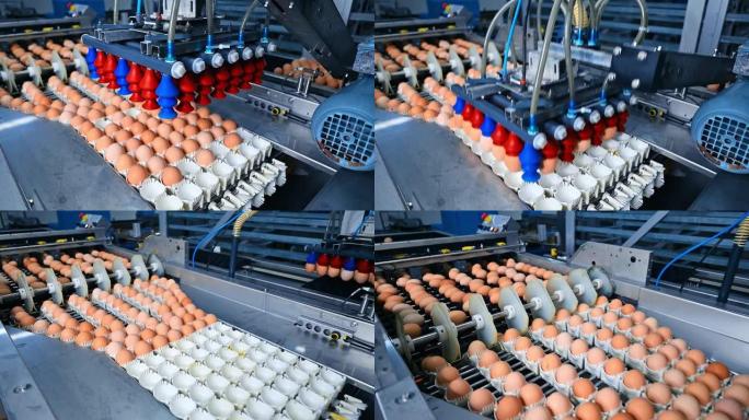 工厂输送机上的鸡蛋。生产新鲜鸡蛋的工业技术。现代制造包装鸡蛋。