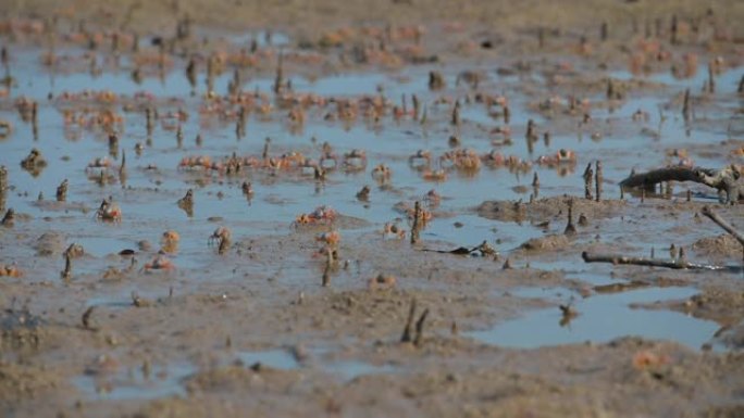 泰国南部沙敦府红树林地区的沙坪上有成千上万的士兵蟹。