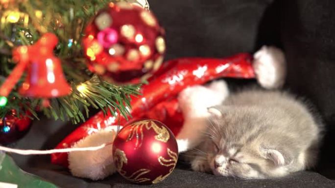 有趣的小灰色折叠苏格兰小猫小猫睡在黑色背景上，圣诞装饰品的背景上有一个圣诞球。