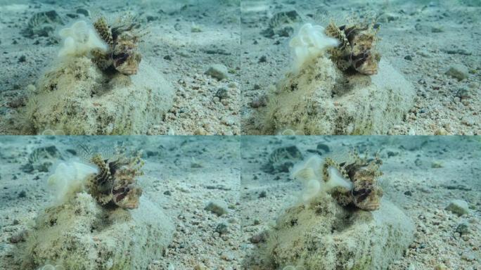 斑马狮子鱼在阳光下躺在石头上。画像前。斑马狮子鱼或红海侏儒狮子鱼(斑马鱼，斑马鱼)。慢动作