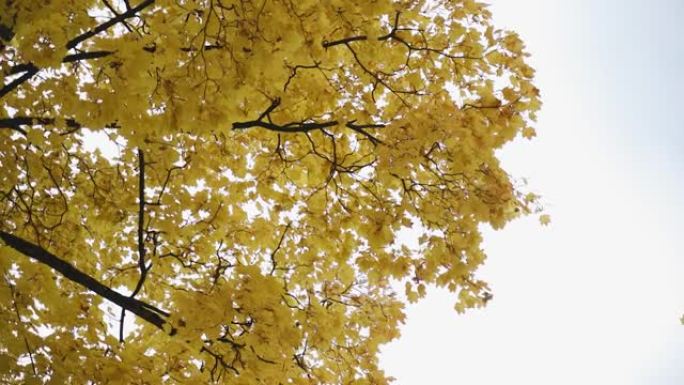 树上的叶子已经变黄，正在脱落。秋季拍摄。慢动作镜头