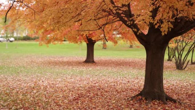 秋天，当汽车在远处的道路上经过时，黄色和红色的糖枫叶从两棵树慢慢掉落到地面上。