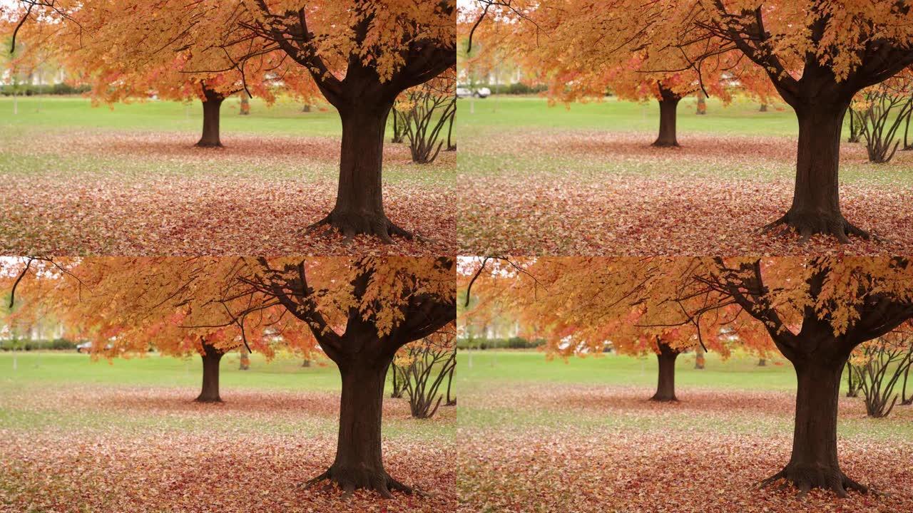 秋天，当汽车在远处的道路上经过时，黄色和红色的糖枫叶从两棵树慢慢掉落到地面上。