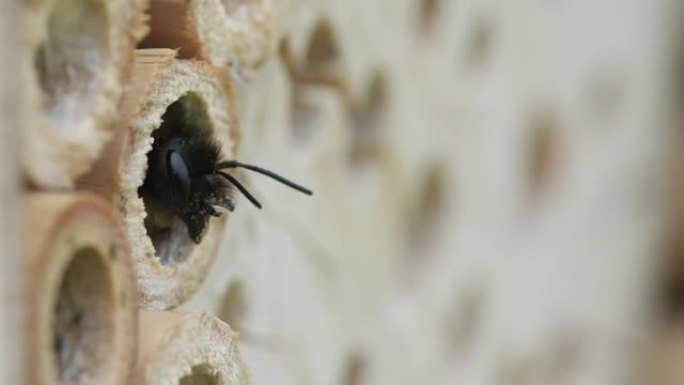 蜜蜂把头伸出洞，然后爬出来