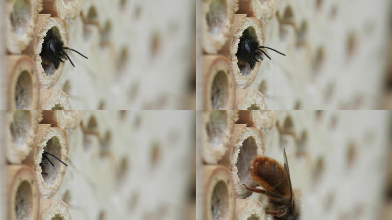 蜜蜂把头伸出洞，然后爬出来