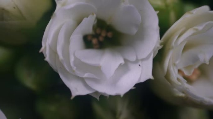 缩小黑色背景上美丽的卡兰乔的花朵的宏观镜头