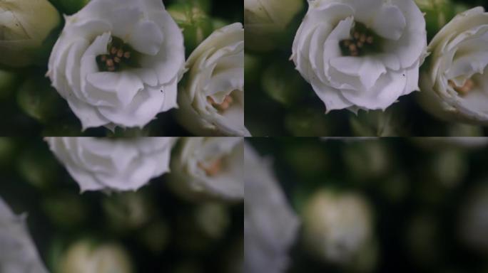 缩小黑色背景上美丽的卡兰乔的花朵的宏观镜头