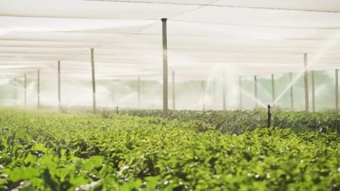 在农场上浇灌新鲜农产品的洒水装置的4k视频录像