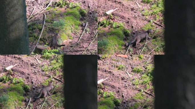 早晨日出时，年轻的美洲狮 (Puma concolor) 美丽而危险地在北美森林的岩石之间穿过树林。