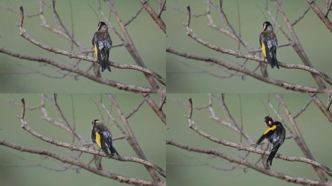 欧洲金翅雀Carduelis carduelis。唱歌的鸟