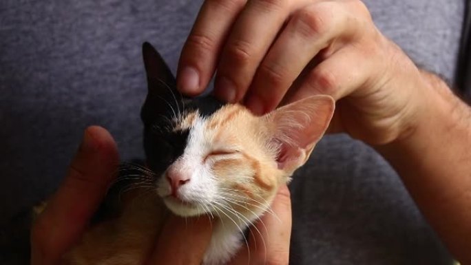 一只获救的印花布小猫的特写镜头轻轻地抱着