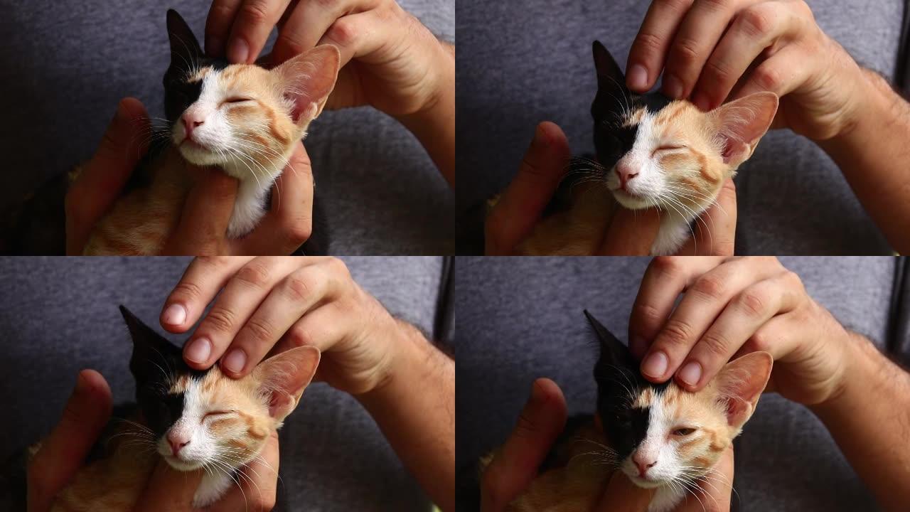 一只获救的印花布小猫的特写镜头轻轻地抱着