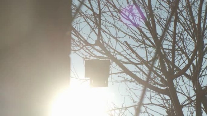 在阳光耀斑的情况下，鸟喂食器悬挂在没有叶子的冬季树上