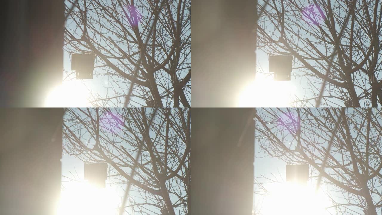 在阳光耀斑的情况下，鸟喂食器悬挂在没有叶子的冬季树上