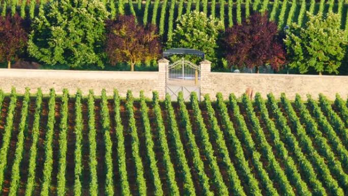 绿色葡萄园。法国Pommard葡萄酒产区