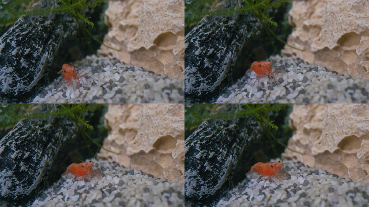 水中鹅卵石上的石头之间的橙色虾