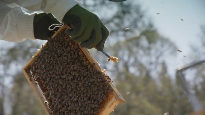 慢动作-养蜂人从框架上刮蜡，慢动作特写