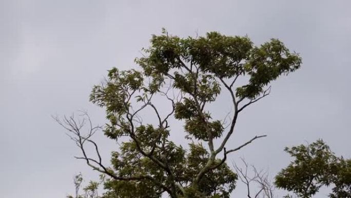 在雨中，树叶在轻轻移动