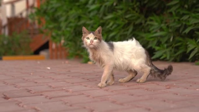 街上无家可归的丑猫