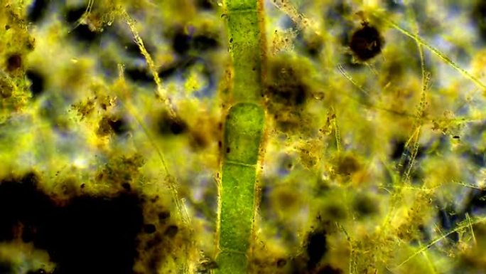 藻类菌落视觉创意视频素材菌群