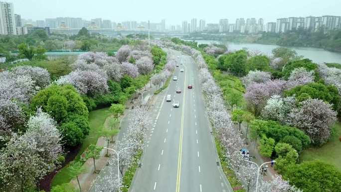 航拍广西柳州紫荆花