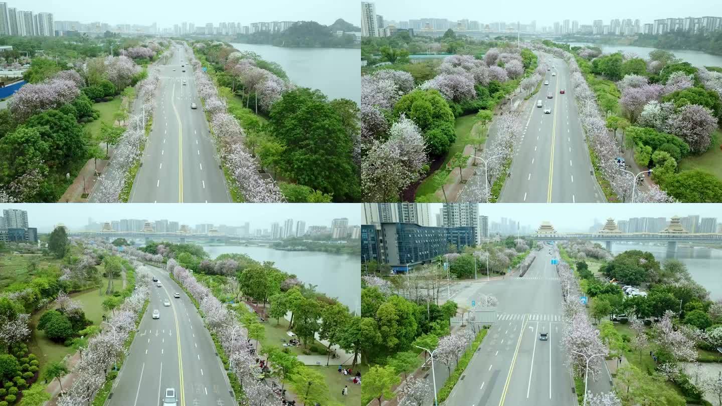 航拍广西柳州紫荆花