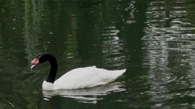 黑颈天鹅在池塘里游泳寻找食物。