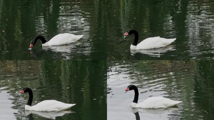 黑颈天鹅在池塘里游泳寻找食物。