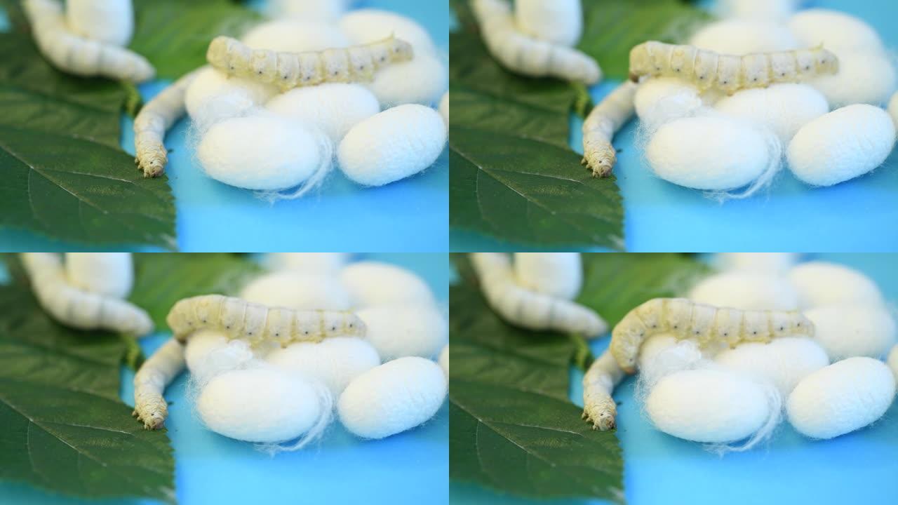 桑叶上的蚕和蚕cocoons