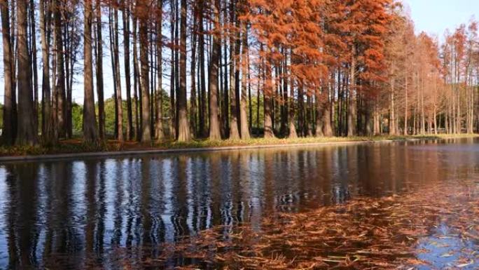 水边黎明红木在阳光明媚的秋日倒映在水中，树叶在微风中从树上落下，4k镜头慢动作效果。