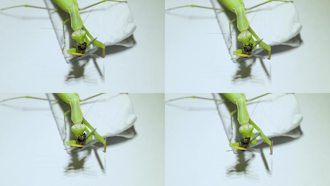 普通螳螂 (lat.mantis religiiosa) 吃苍蝇