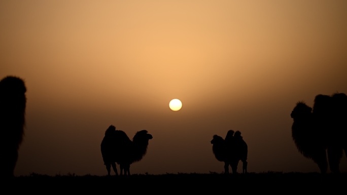 太阳 骆驼 日落 日出 驼群 朝霞 晚霞