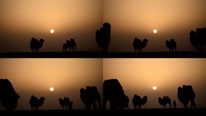 太阳 骆驼 日落 日出 驼群 朝霞 晚霞