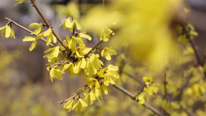 春天的小黄花迎春花