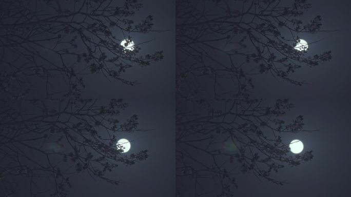 实拍月亮花前月下-月上枝头